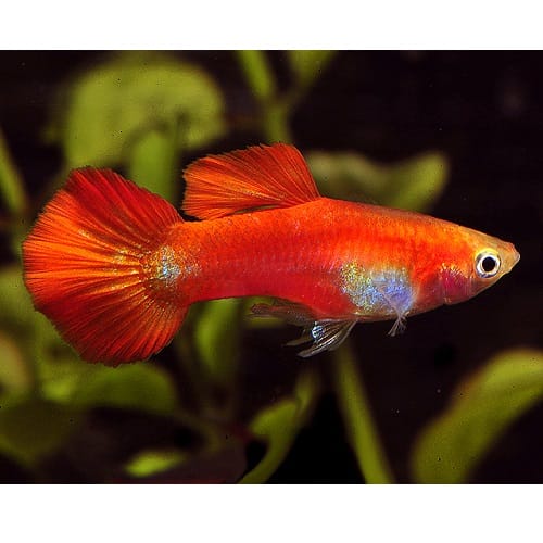 Male Guppy - Red - Huggle Pets