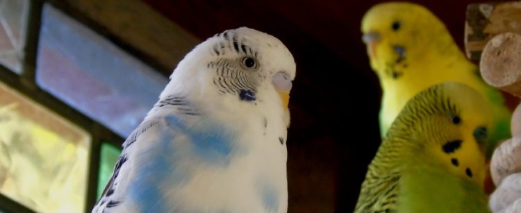 Budgie Care Sheet - How to care for budgies - HugglePets