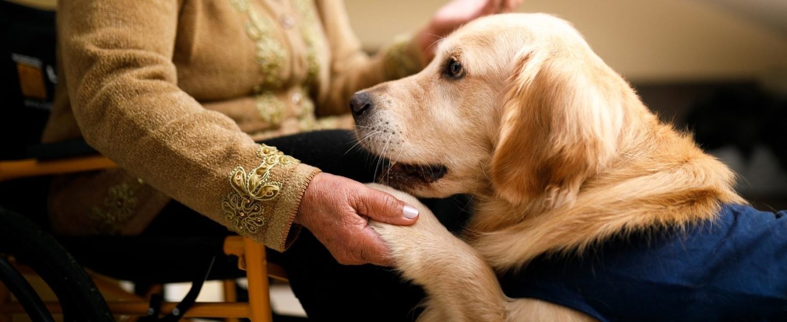 The History & Benefits of Animal Therapy - HugglePets